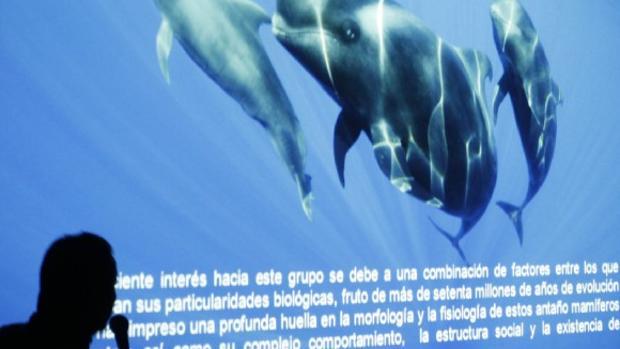 Un conferenciante habla de la «estructura social» de los cetáceos en aguas canarias