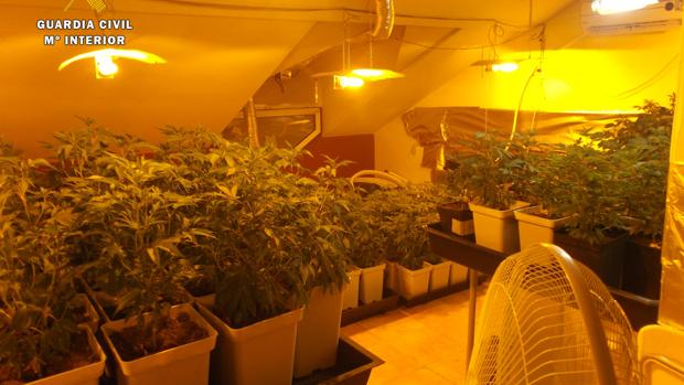 Plantas de marihuana en un domicilio de Seseña