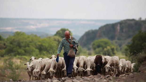 Un pastor con su rebaño en las estribaciones del Moncayo