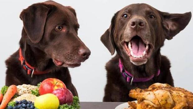 El primer curso de alta cocina para mascotas