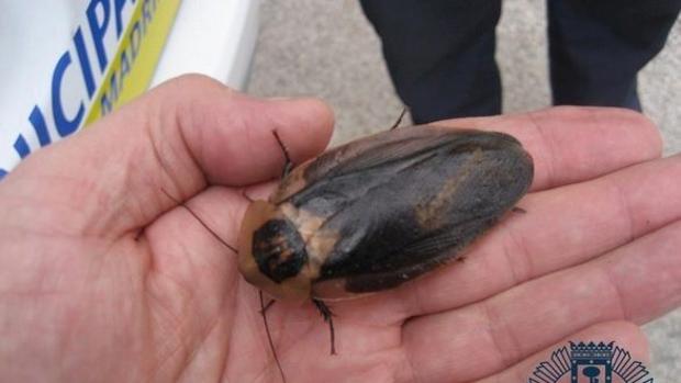 La Policía investiga cómo han llegado 54 cucarachas gigantes africanas a un descampado de Carabanchel