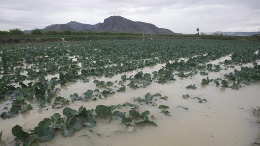 Imagen de uun cultivo anegado en Redován (Alicante)