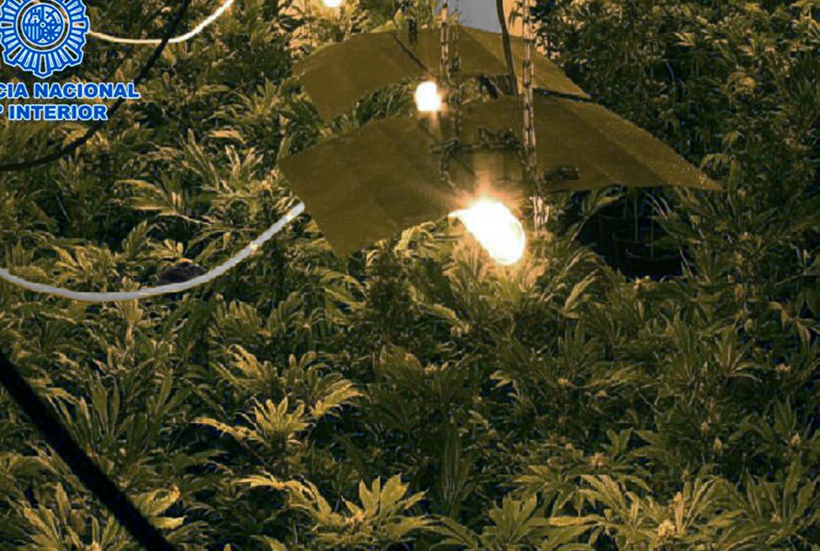 La red desmantelada se dedicaba al cultivo de marihuana en interiores