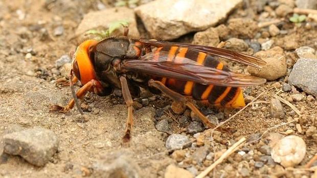 Ejemplar de avispa velutina