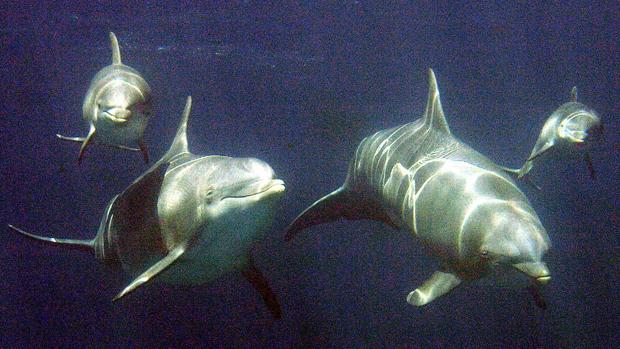 El zoo de Barcelona cuenta actualmente con seis delfines