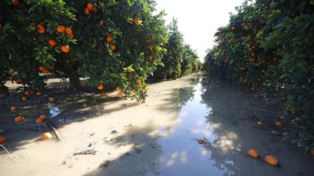 Imagen de un campo de naranjos de Alberic afectado por el temporal