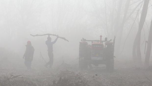 Varias personas recogen leña bajo la intensa helada y la niebla en un monte del Bierzo