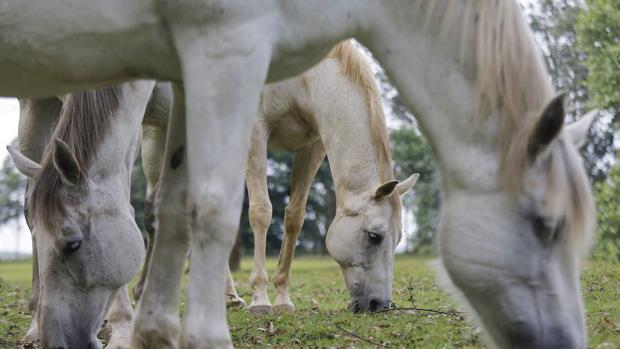 Nace el primer caballo de España con una nueva técnica de congelación de embriones