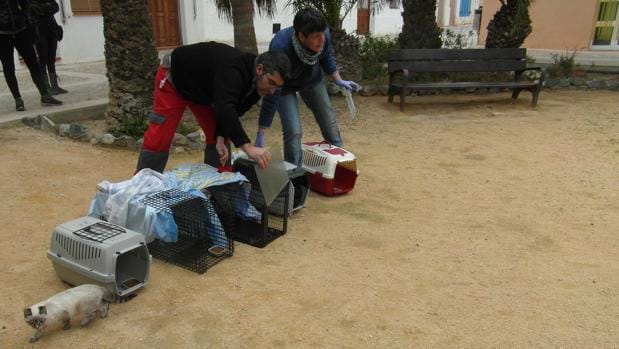 Suelta de gatos esterilizados en Tabarca, del programa municipal filmado con un dron