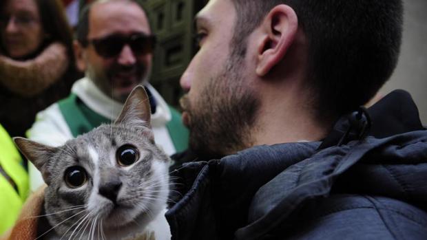 San Antón: planes para disfrutar de la fiesta más «animal» del año