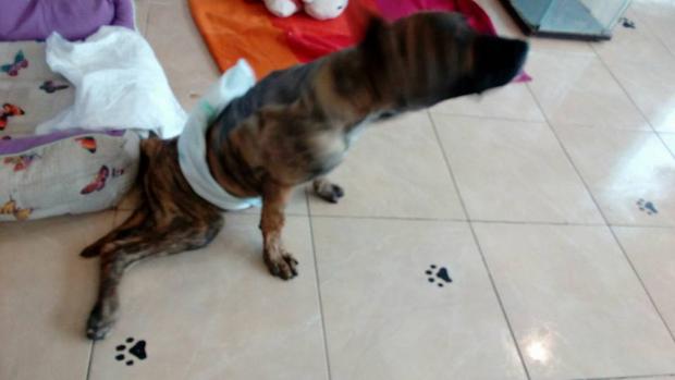 Las redes sociales salen en apoyo de Yako, un perro presa canario paralítico por una paliza