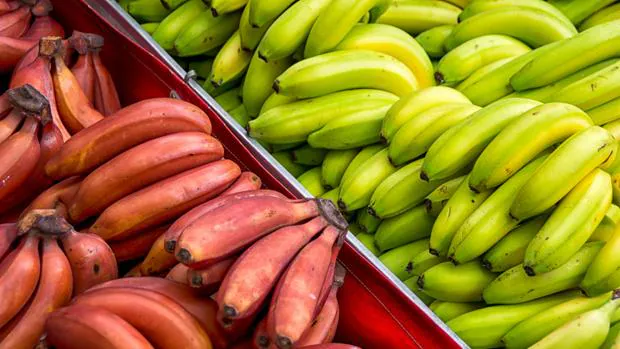 Los exóticos plátanos rojos de Canarias