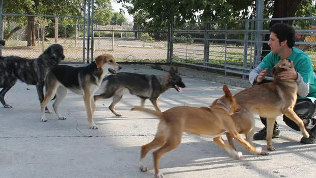 Típico fusión Repegar La Diputación de Zaragoza ha dado en adopción más de 500 perros en dos años