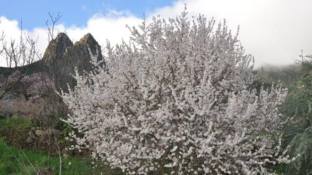 Almedros en flor en Canarias