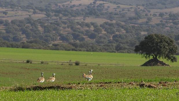 Una bandada de avutardas en el campo