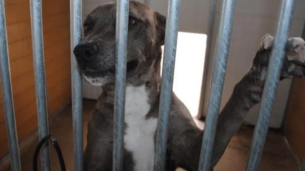 Uno de los perros que esperan a ser adoptados en el Centro de Protección Animal de Calatayud