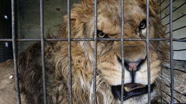 Los domadores se defienden: «No hay maltrato animal en el circo desde los años 60»