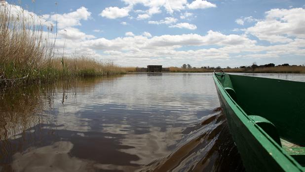 Una barca navega por uno de los humedales de las Tablas de Daimiel