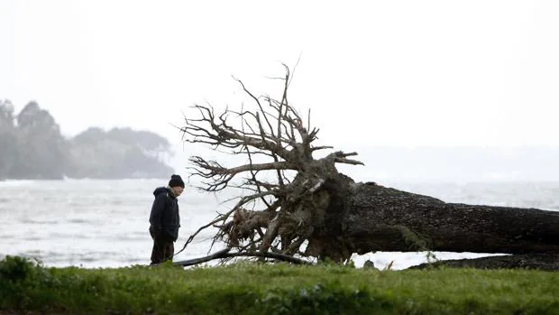 Un hombre observa la raíz de un árbol que el viento derribó la pasada noche en el pinar en Cabanas