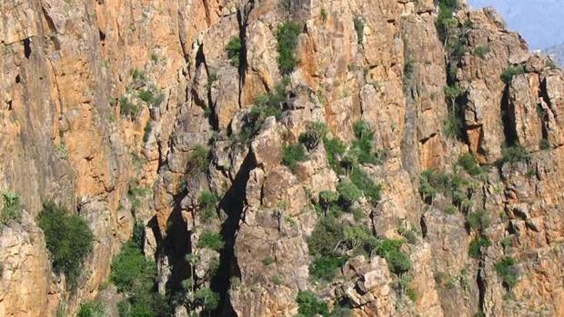 Dragos de origen canario encaramados en las paredes del río Umarhuzen, al sur de Agadir