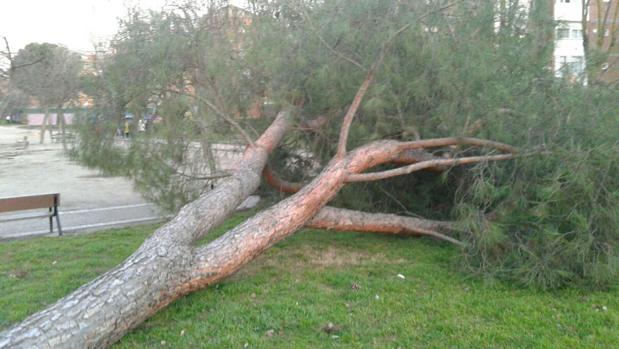 Uno de los últimos árboles caídos en la calle del general Romero Basart, 2