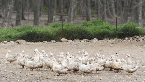 La Generalitat de Cataluña ha detectado un primer brote de gripe aviar en una granja de 17.300 patos de engorde al aire libre ubicada en el municipio de Sant Gregori (Gerona), que ya están siendo sacrificados