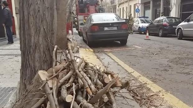 Restos de la gran rama que cayó en la zaragozana calle Almagro