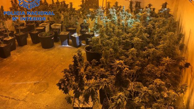 Plantas de marihuana halladas por la Policía