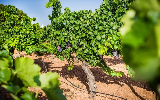 Una de las viñas de Bodegas Lozano, en Villarrobledo