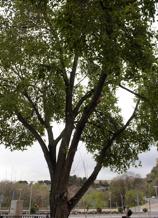 Sujetan con cuerdas de montaña las ramas de un árbol