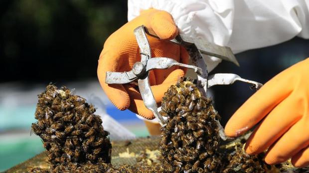 Un apicultor inspecciona una colmena de abejas, en una imagen de archivo