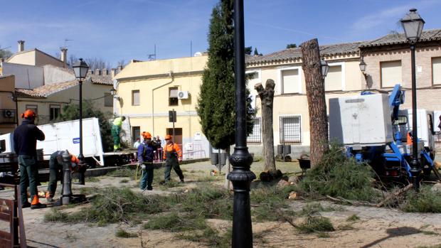 Operarios municipales podan los árboles de la plaza de Antequeruela