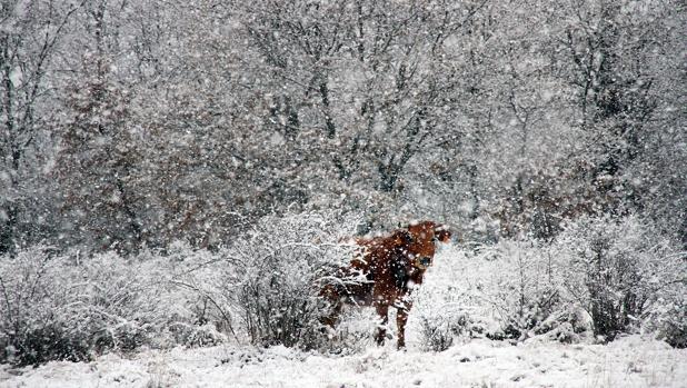 Alerta por nieve en Zamora y en la Coordillera Cantábrica de León