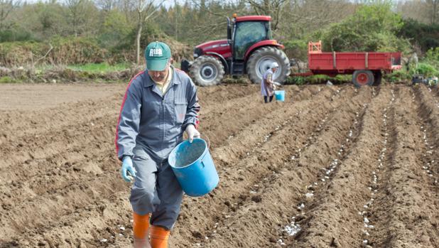 Un agricultor de la provincia de Lugo siembra patatas en una finca