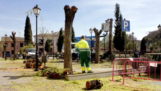 Operarios municipales talan árboles en la plaza de Antequeruela