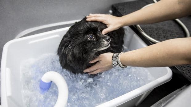 Un perro recibe un tratamiento en el spa canino Pop Dog, en Valencia