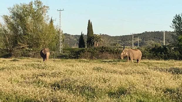 Dos elefantes del circo pastan cerca de las carpas