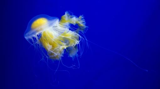 Detalle de una Gran medusa «Huevo Frito», visible en el Oceanogràfic de Valencia