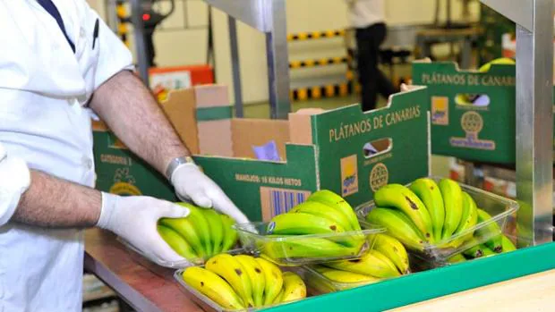 La empresa canaria Coplaca ha donado al Banco de Alimentos ciudadrealeño 22.000 kilos de plátanos