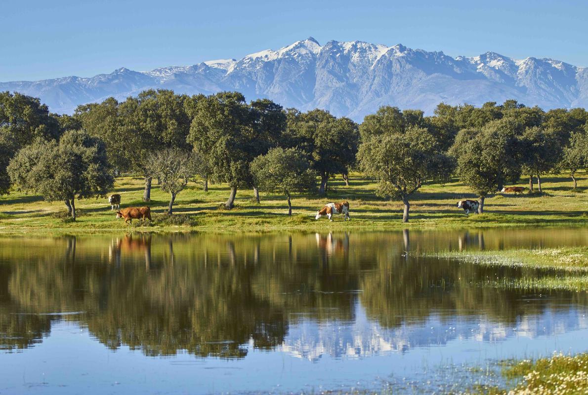 Las vacas suizas pastan en La Finca Jiménez Barbero de Calzada de Oropesa, con la sierra de Gredos al fondo