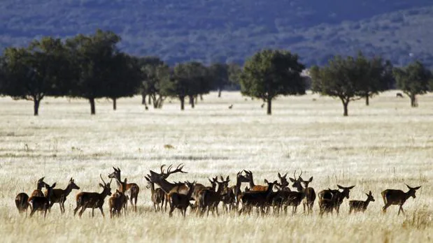 Una manada de ciervos en el Parque Nacional de Cabañeros
