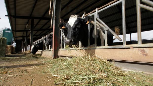 Vacas en una finca ganadera