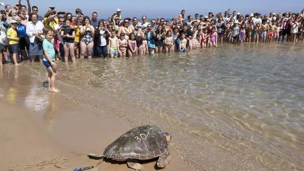 Una de las tortugas en el momento de volver al mar