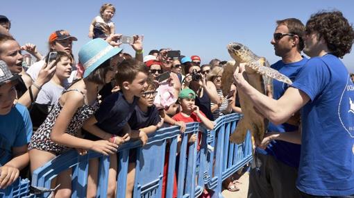 La llegada estos animales ha atraído a mucho público en la playa de Gandia