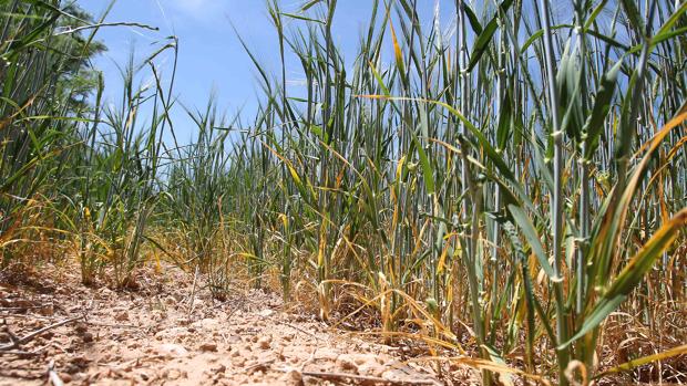 Aspecto que presenta la tierra donde esta sembrado el cereal debido a lla sequía