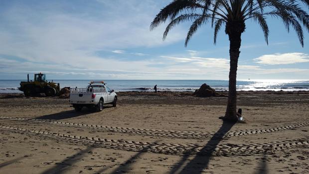 Servicio de limpieza trabajando en la playa del Postiguet