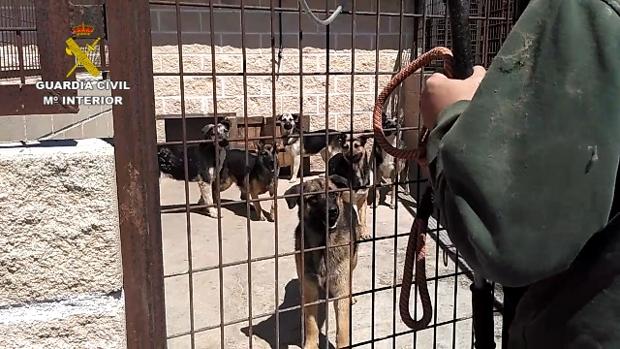 Rescatados «en condiciones pésimas» 60 perros en una nave de San Sebastián de los Reyes