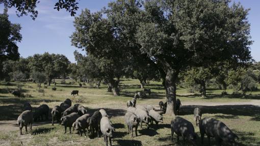 Los diez productos «gourmet» de Tierra de Sabor