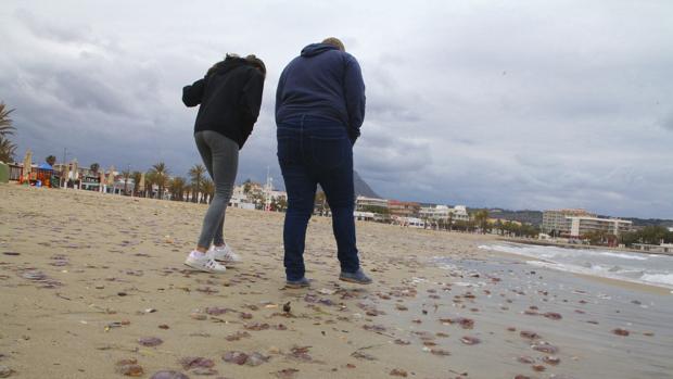 El temporal arrastra miles de medusas a la playa de Jávea