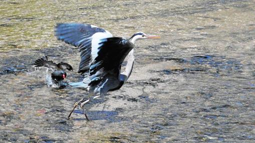 Garza Real y gallineta común en el río